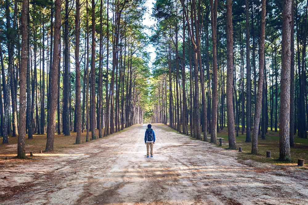 chemin arbres 1