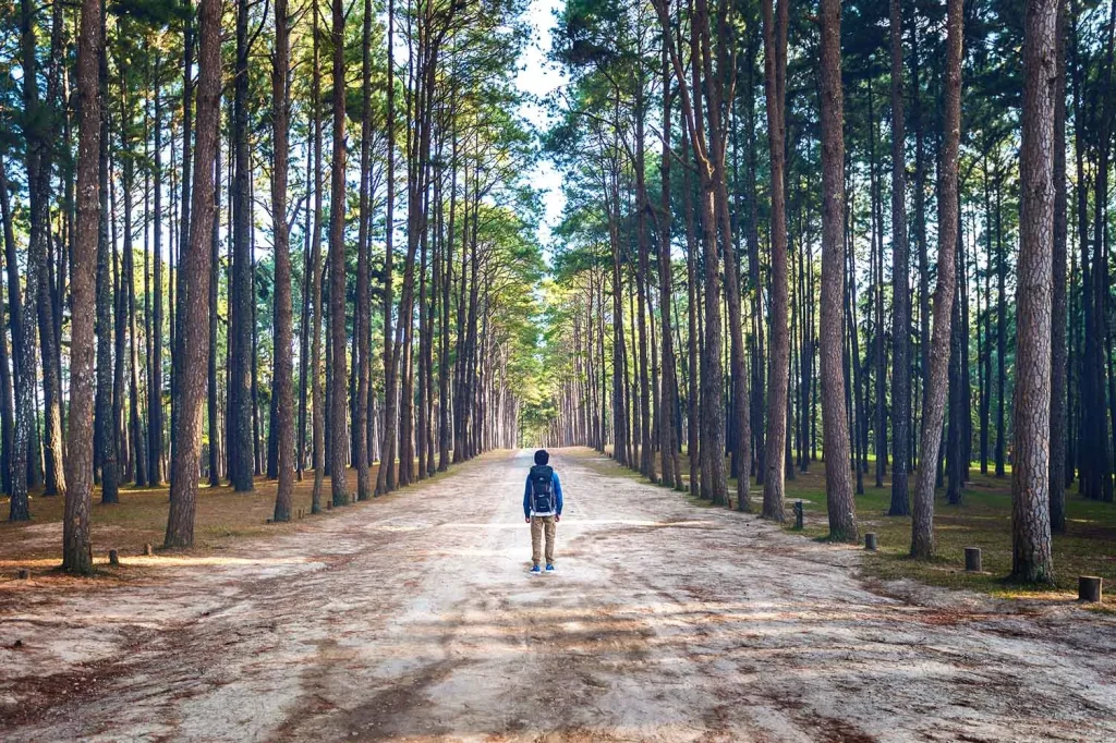 chemin arbres
